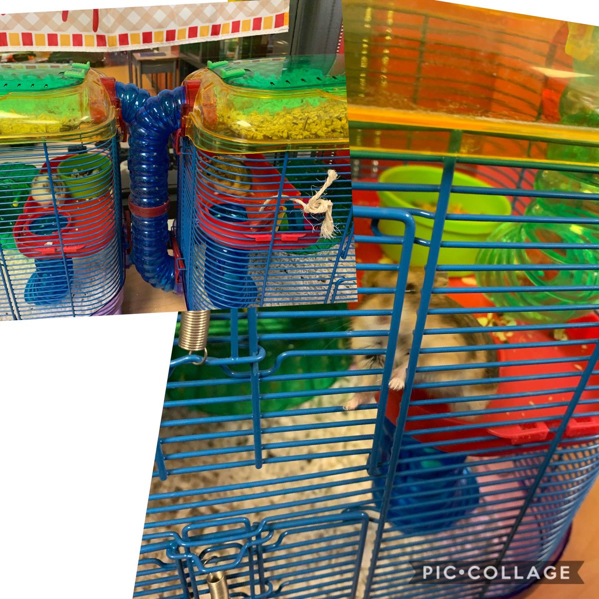 lesliesmithgr3's tweet photo. We have a visitor until Friday. Welcome Sushi! https://t.co/KW7YdybVAQ