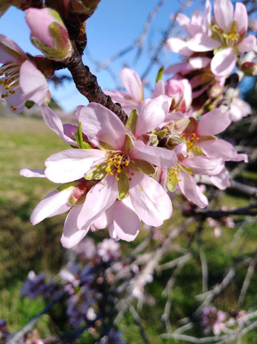 rebecafranqueza's tweet photo. @eltempsTV3 ametllers en flor #324eltemps #meteocat #eltempstv3 https://t.co/Li3wbYXRKY