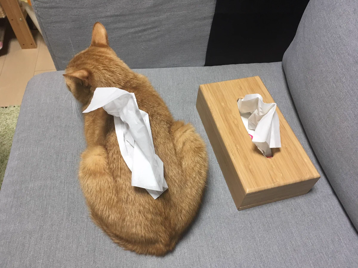 これは違和感なしwwwティッシュケースだと思ったら猫だったwww