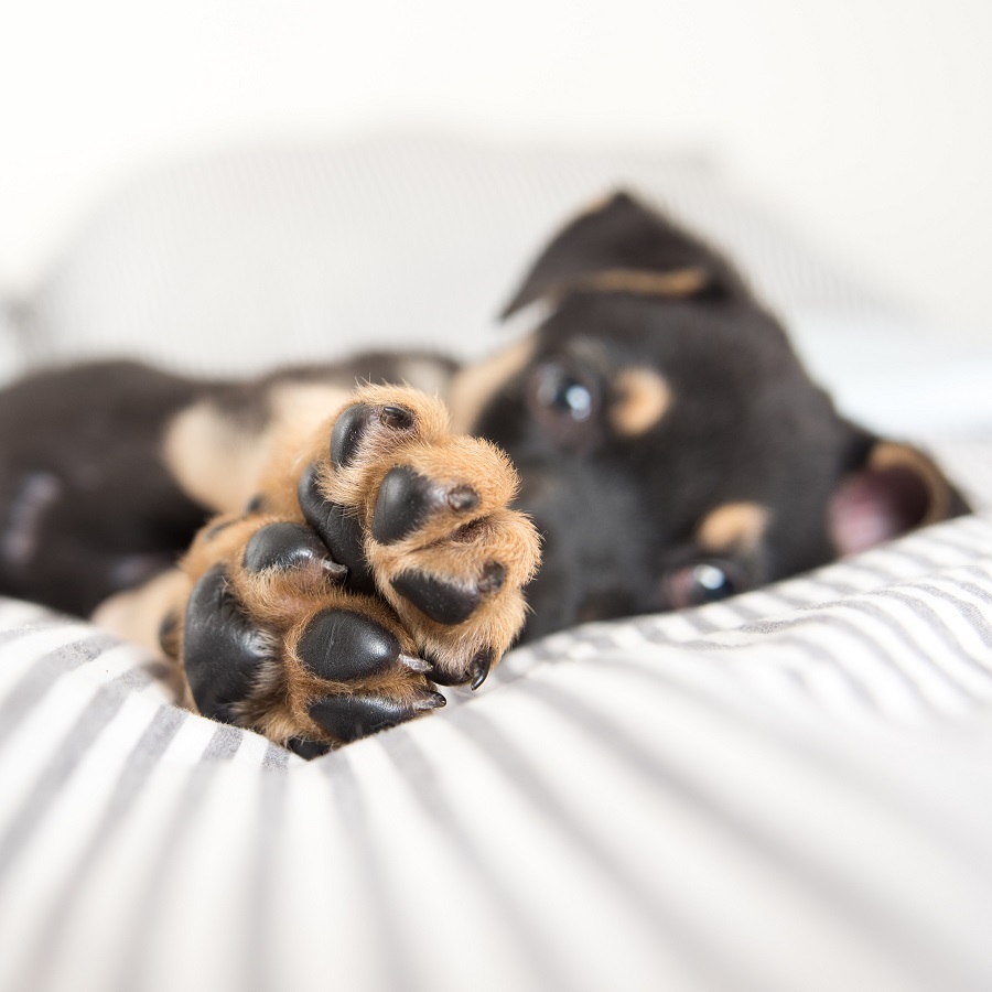 RspcaN's tweet image. Get your paws ready!🐶
The official #rspca open days are now on the 22nd and 23rd of July 2020. Everyone is welcome to join, although children under 18 must attend with an adult. We hope you see you there!