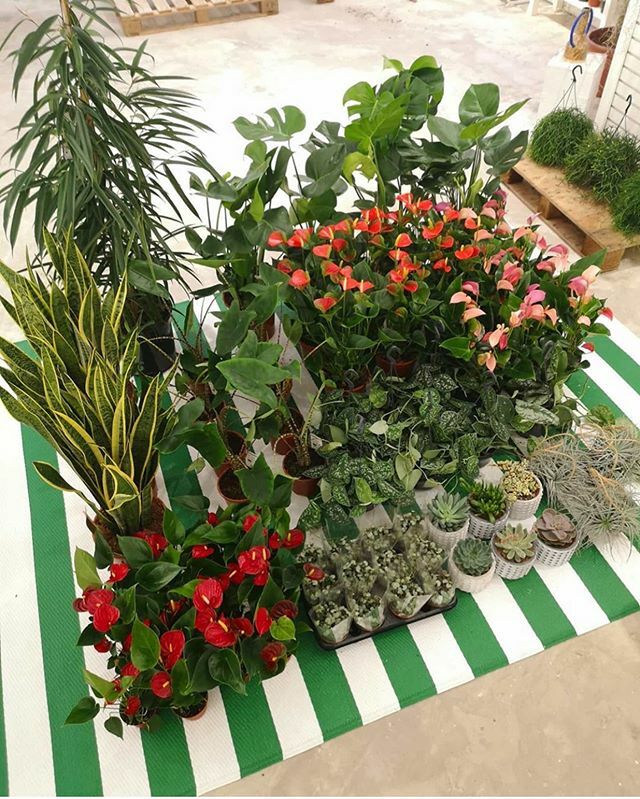 PlantShop_'s tweet photo. Mid week delivery over @weareopensale shop 🥰 https://t.co/P65PrlkuaA