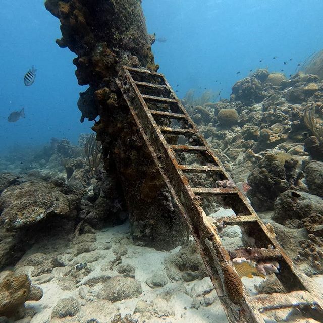 FunDiveBonaire's tweet photo. 📸 Diving @ Salt Pier

#Fun #Diving #Bonaire

https://t.co/fJPWVvvDng https://t.co/17mzcAOvHG