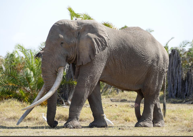 Timo ( 50-year-old bull elephant ), the icon of Amboseli and one of Africa’s most magnificent and massive elephant, died. 😥😥

#riptim #Nuriastore 

Courtesy @AmboseliElephants