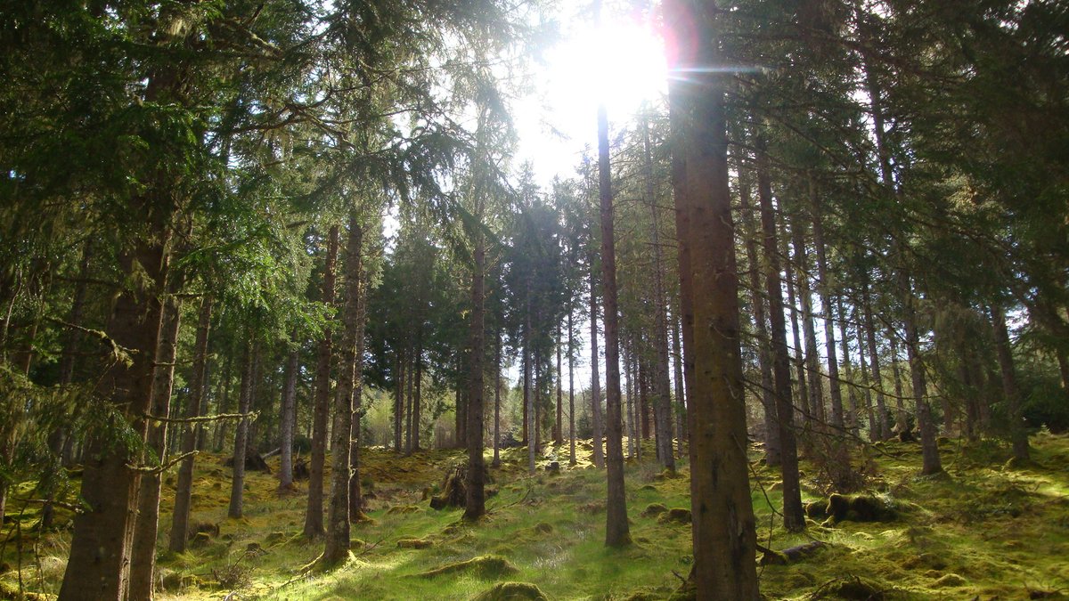 tomichholidays's tweet photo. It has been such a lovely day in Tomich today and it feels like Spring is just around the corner.  Come and enjoy the freshest of air, the widest open spaces and the most silent forest sounds.  Pure bliss. #tomich #tomichholidays #guisachan #glenaffric https://t.co/sodqh4ipVN