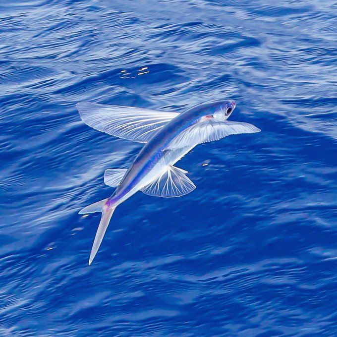 トビウオの特徴 見分け方 写真から探せる魚図鑑