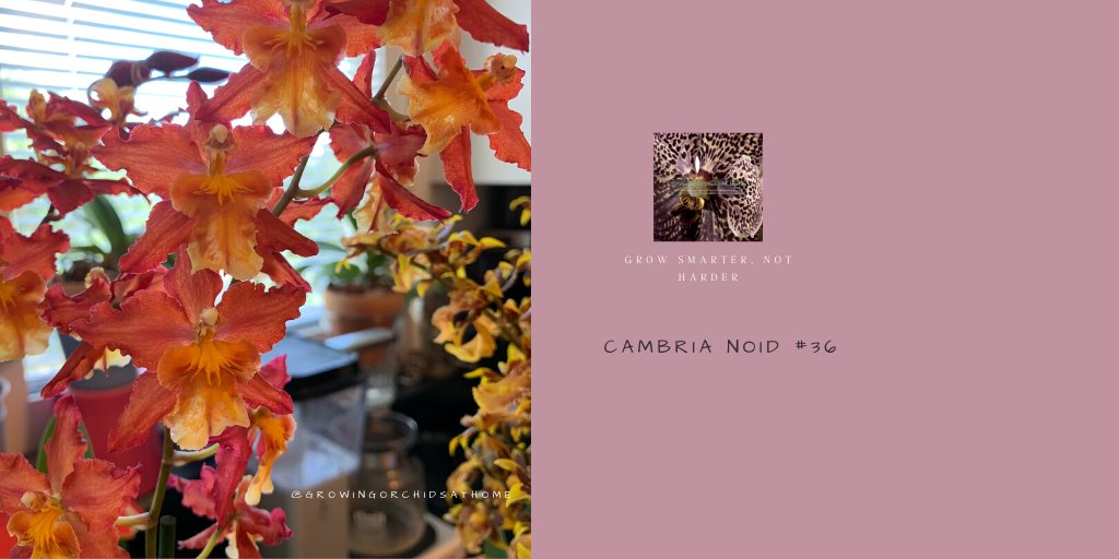 I'm a real sucker for orange #oncidium and cattleya flowers! #orchidcommunitychatter #growingorchidsathome #GOAHG #semihydro #inertmedia #orchids #homegrownorchids #homegrowing #orchidsoftwitter