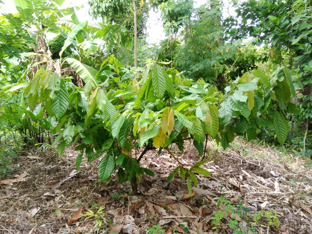 Kakao, komoditas ekspor andalan Sulbar, dahulu sempat gemilang hingga munculnya Gernas Kakao  #KakaoSulbar