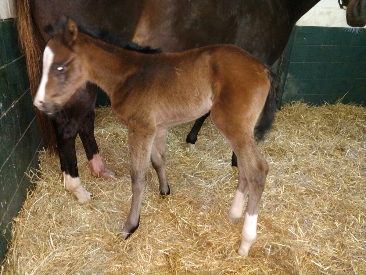 EclipseTBP's tweet photo. So pumped to have @EclipseTBP 1st homebred by our Classic winner, Tapwrit, @Gainesway hit the ground last night! A lovely, white-blazed, bay filly out of the speedy, multiple-winning Violence mare, Dominance, entered the world at Amaroo Farm. #BelieveBig #EclipseBabies #Tapwrit https://t.co/SGzhGueYAL
