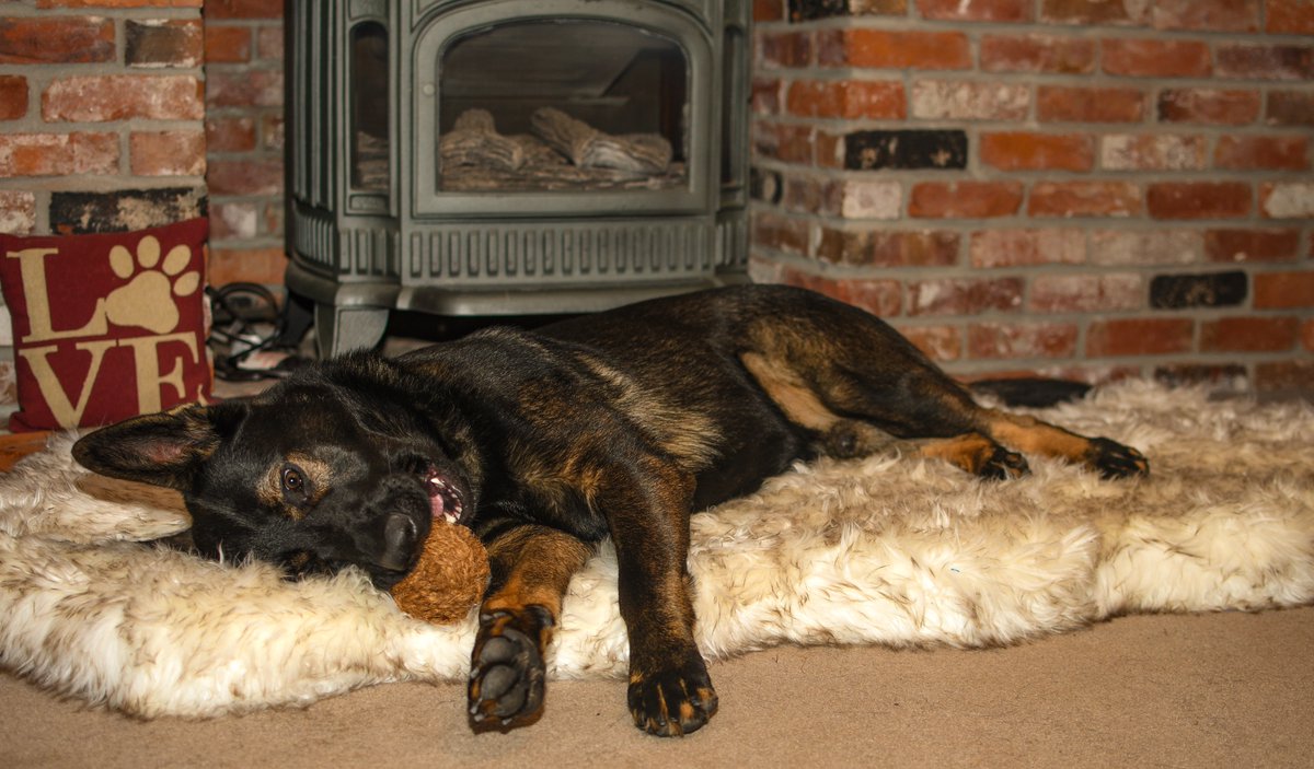 CocoChewLLC's tweet photo. Some dogs are so talented that they can chew, scrub their #teeth AND take a nap. All at the same time 🤯

#Dentalcare #dogtoys #doghealth #DogsofTwittter #Naptime https://t.co/9i2IqCpSNQ