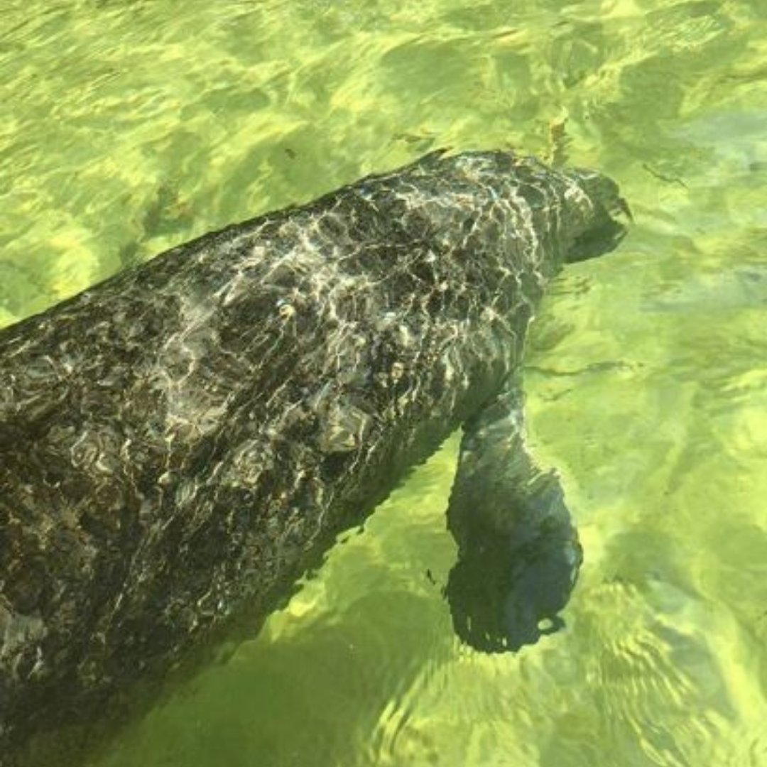 You never know what friends might join you on your #kayakingadventure at #WeekiWachee! Say 👋 when you see them!

Photo: @ hannahayers_