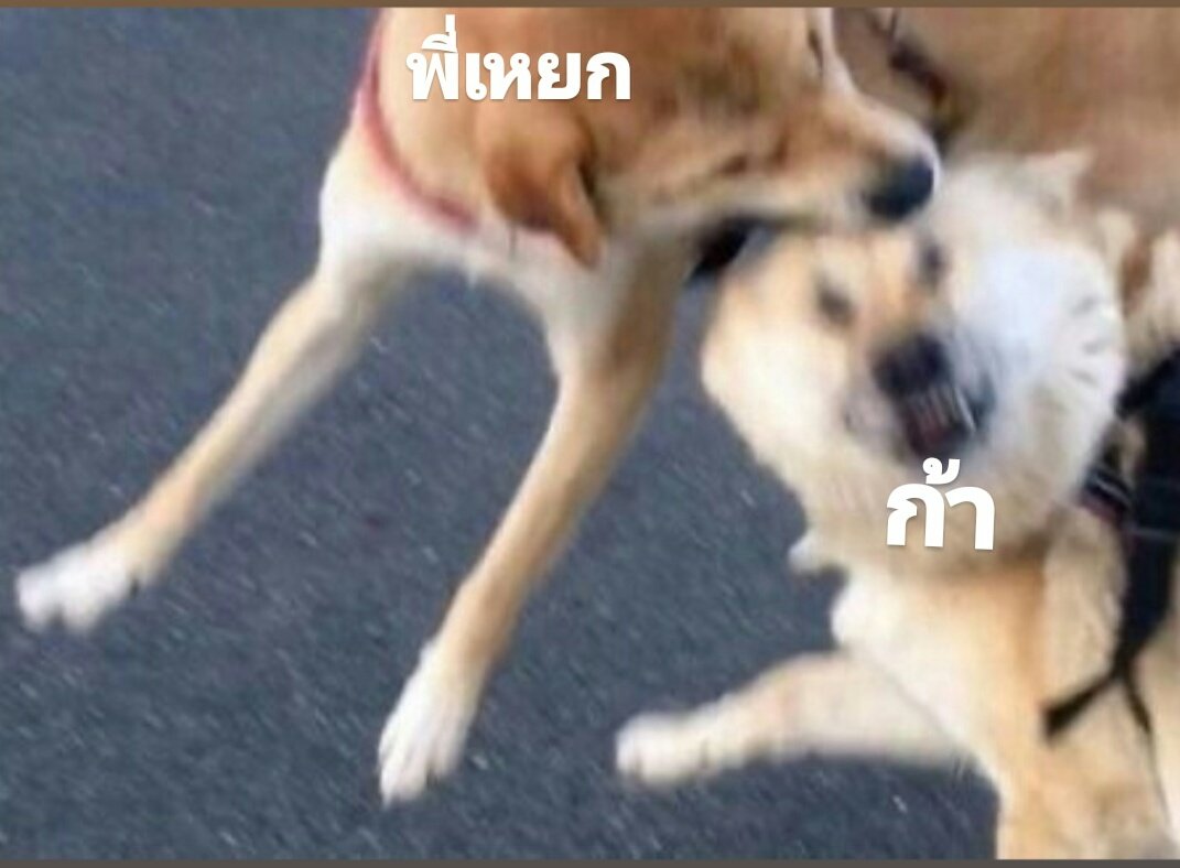 Baba_baBabanana's tweet photo. ขอมอบมีมเป็นกำลังใจให้กับคิลเลอร์กล้า 
ถ้าkillไม่ได้ กล้ารู้ใช่มั้ยจะเกิดอะไรขึ้น //แนบรูป #โบ๊ะบ๊ะแฟมิลี่ https://t.co/fvvD9sKdZy