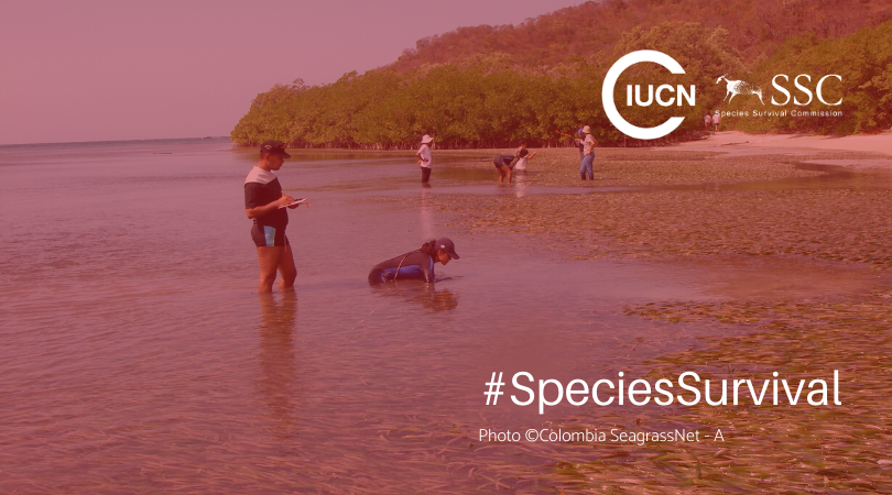IUCNssc's tweet photo. #SSCInternalGrant Last week of applications! 
Submit your proposals prior February 9th, here: https://t.co/OnHykefwyM 

The project should clearly specify the activity which requires financial support and contributes to a target set for the current quadrennium. https://t.co/yhyZD4MAid