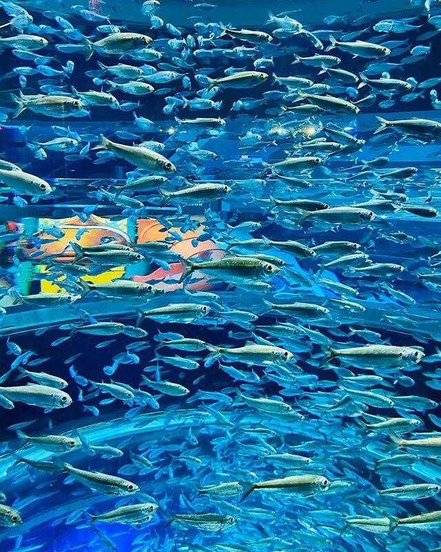 soffi__studio's tweet photo. #pantone2020 #designinspiration #tsunamiglassworks back to blue https://t.co/Su1y9IJYKQ https://t.co/LBFw5Ey1Hy