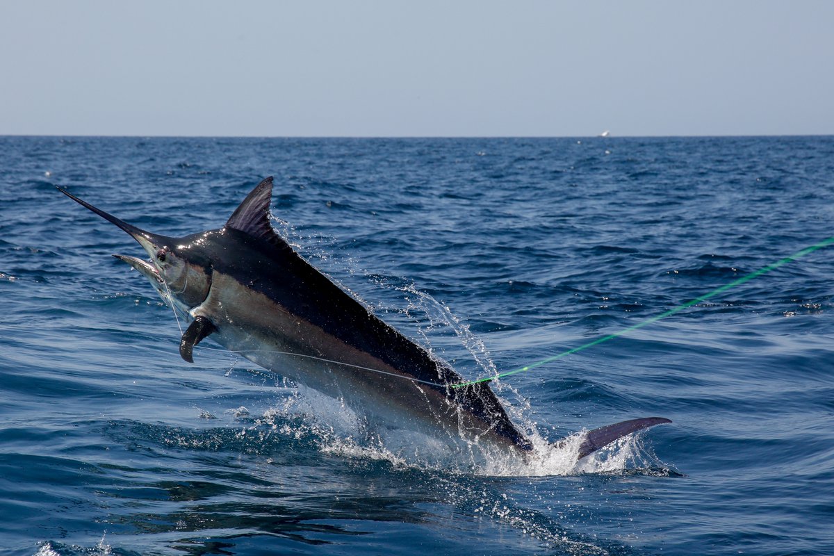 @tropicstarlodge is at the annual Safari Club International Convention in Reno, NV. Swing by booth 505 to get the latest news from the lodge and cash in on our SCI Convention specials for guests who book with us at the show.  Visit us to learn more. #safariclubinternational
