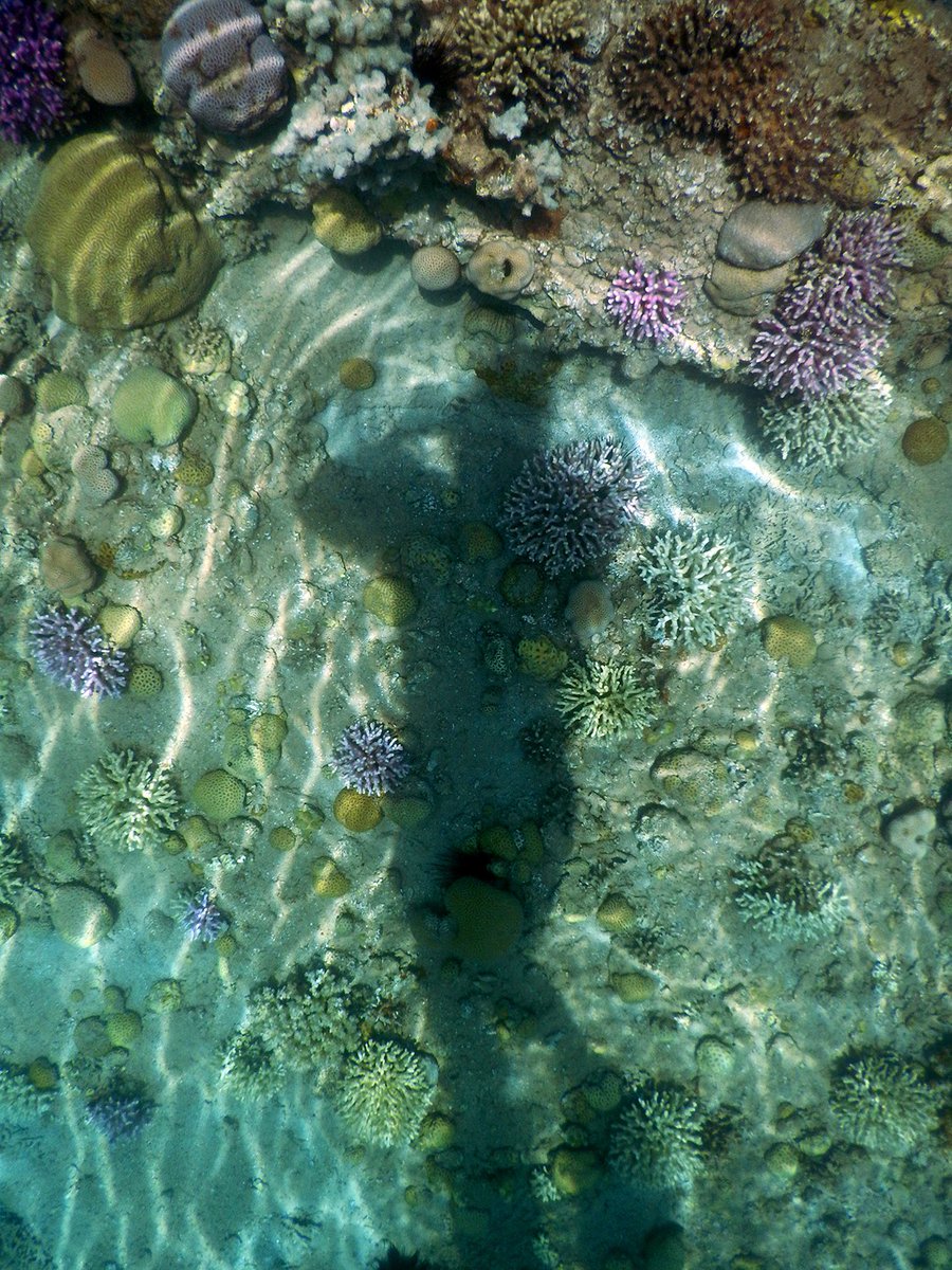 NikonSmallWorld's tweet image. Talk about a scientist who can do it all! In the latest edition of  #MastersofMicroscopy, we sat down with Dr. Philippe Laissue. When Philippe is not sharing the small worlds he discovers, you can find him lecturing and snorkeling. Read more: 

bit.ly/2v7vSfy