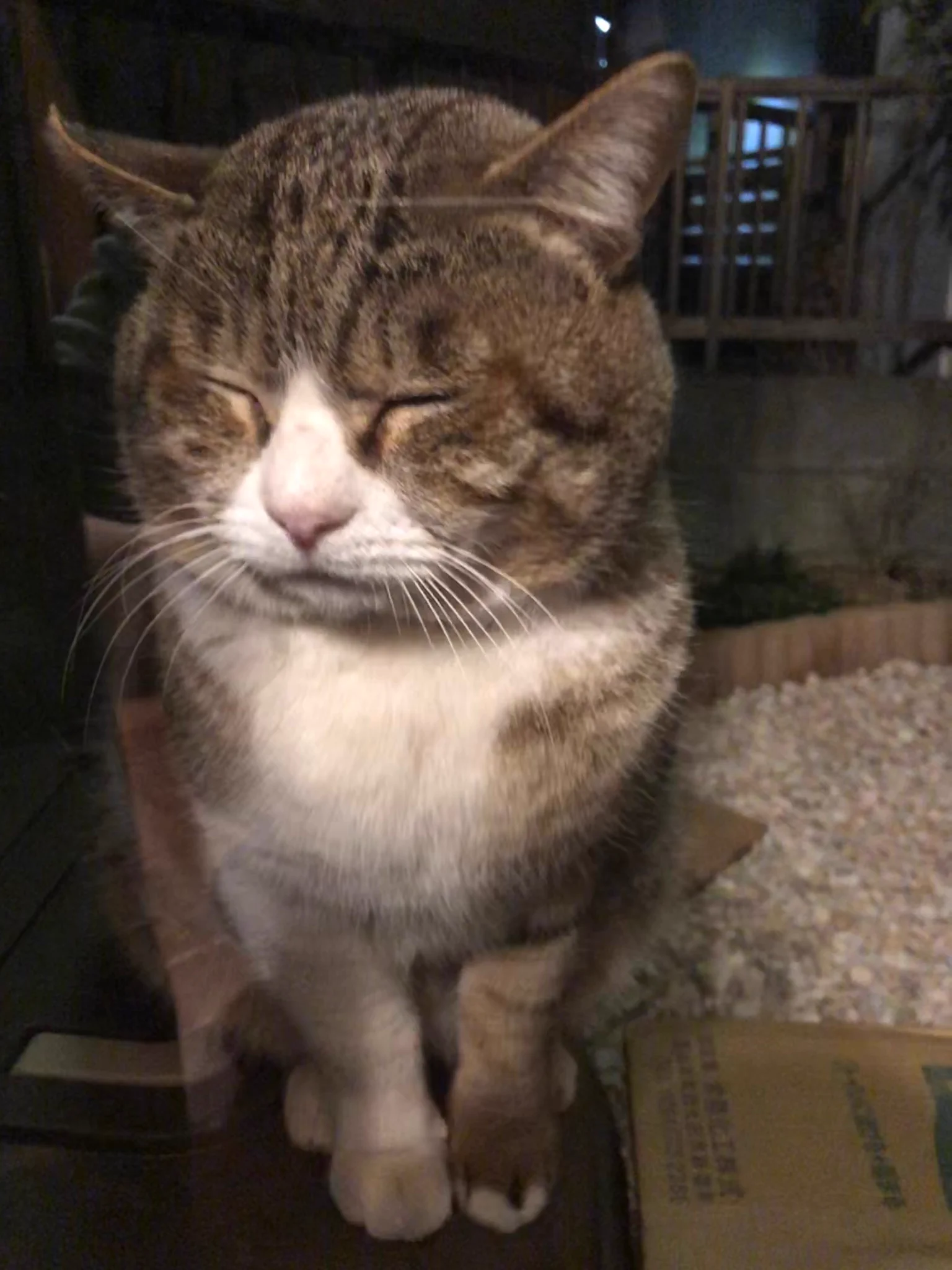 お帰りボス「外は寒かったら、引き返してきたよ・・・。」しょんぼり顔のボス（ねこ）