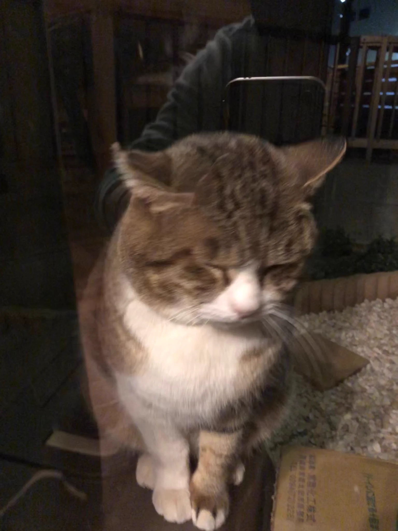 お帰りボス「外は寒かったら、引き返してきたよ・・・。」しょんぼり顔のボス（ねこ）