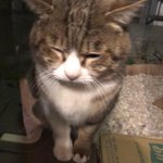 お帰りボス「外は寒かったら、引き返してきたよ・・・。」しょんぼり顔のボス（ねこ）