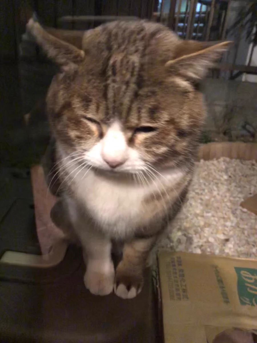 お帰りボス「外は寒かったら、引き返してきたよ・・・。」しょんぼり顔のボス（ねこ）