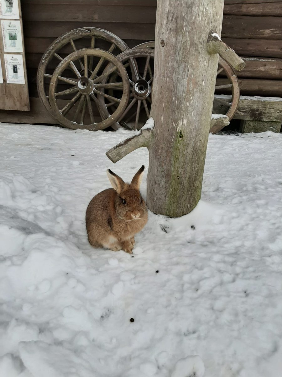 Fichtelhills's tweet photo. Aktuelle Aufnahmen vom #wildpark in #mehlmeisel 🐗🦊🦝🐿️😊 Wer von Euch war schon mal da?
#Fichtelgebirge #getoutside #winter https://t.co/e03MXNmr1z