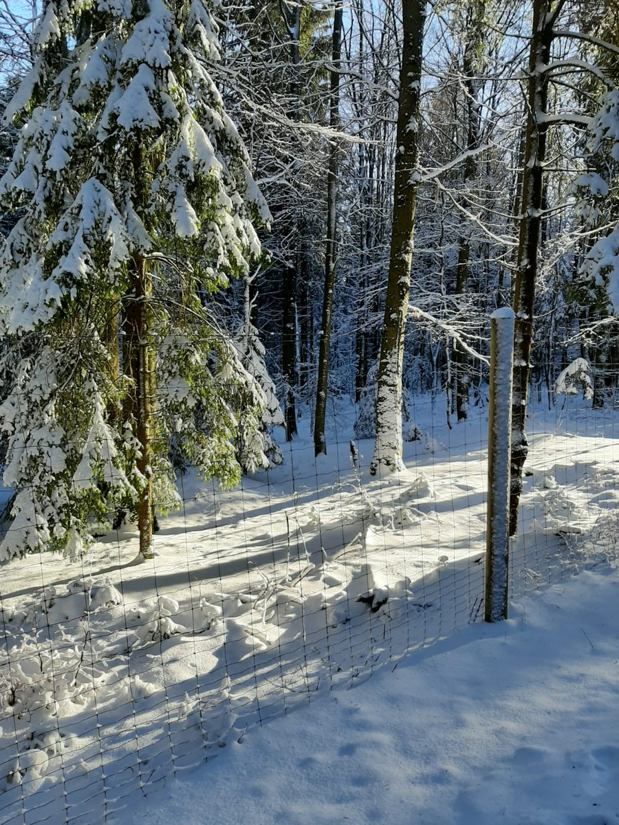 Fichtelhills's tweet photo. Aktuelle Aufnahmen vom #wildpark in #mehlmeisel 🐗🦊🦝🐿️😊 Wer von Euch war schon mal da?
#Fichtelgebirge #getoutside #winter https://t.co/e03MXNmr1z