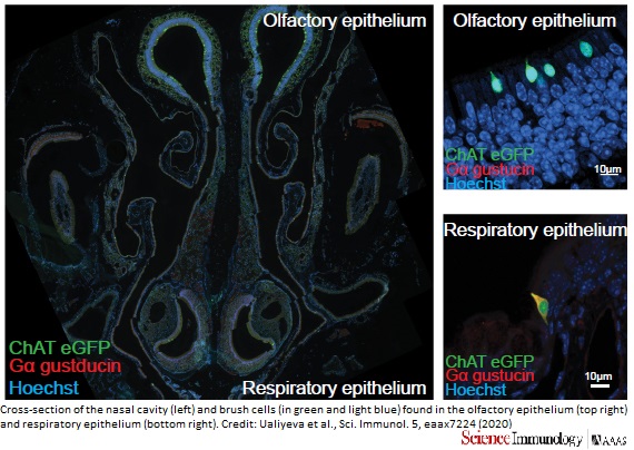 Targeting a pathway controlling sensory brush cells in mice helped prevent allergic inflammation caused by common #mold. Exploring this pathway might offer therapies for airborne #allergy, found <a href="/BrighamWomens/">Brigham and Women's Hospital</a>, <a href="/harvardmed/">Harvard Medical School</a>. In <a href="/SciImmunology/">Science Immunology</a>: fcld.ly/1800p3k ($)