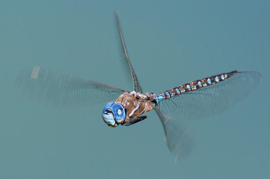 WorldDragonfly's tweet photo. Special issue on odonate flight, featuring 14 articles from leading authors will be out soon. If you would a copy  for your collection, sign up for WDA membership by Sunday Feb 9.  Don't miss it! SIGN UP!!! Hurry!!!
https://t.co/yxiCv7clvH…/membership-levels/ https://t.co/oeG8jsFLhV