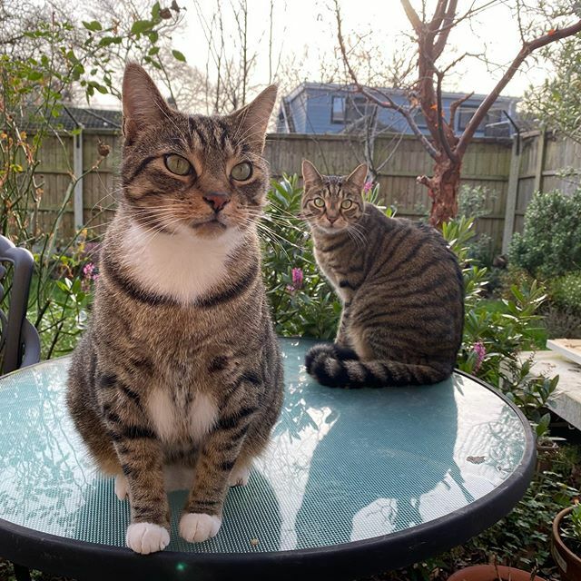 DoodlePopDesign's tweet photo. Whiskers and Smudge enjoying the sunshine today.  Felt like Spring today!  So lovely to feel some sun on my face. 🐾🌿
#mycats #tabbycats #lovemykitties #catsinthegarden #feelslikespring #rescuecats #instacats #lovelysunnyday #thegardeningcatlady https://t.co/yA7JtTvzG0 https://t.co/LsGtFmqG8E
