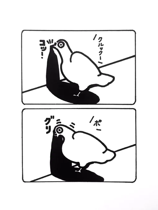 落ち込む鳩 