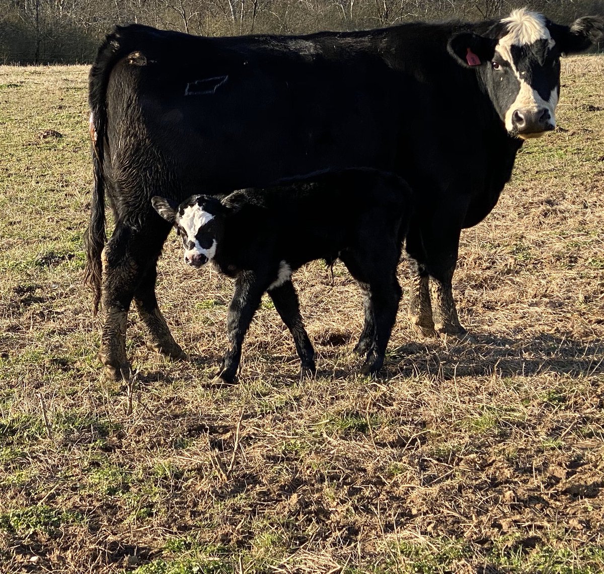 fefe65's tweet image. #myherdfuelsme