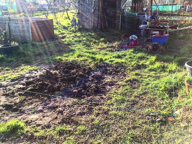 When February shines bright and the show piece shall soon be taking this spot to provide a much needed cover for all those seeds we’re gonna plant this year. 🌱 (I hear there’s a storm brewing!) happy mid week friends x .
.
.
.
.
#cheshunt #grow #poly… instagram.com/p/B8MO0MhA_va/