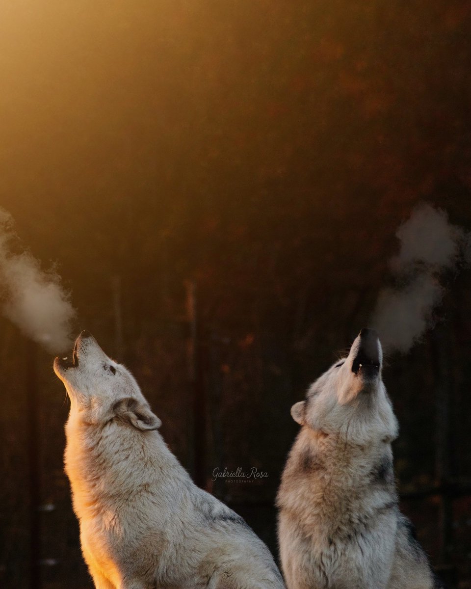 The moment you can hear an image 🐺 #WildlifeWednesday #wildlifephotography
#Wolves
instagram.com/GabriellaRosa_…