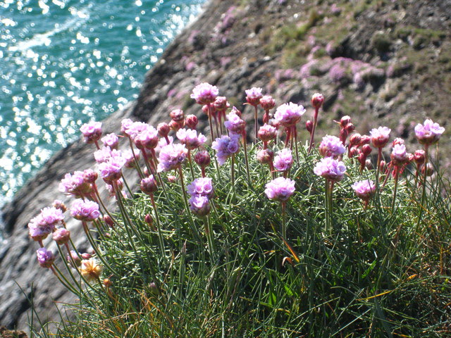 Cornish Cottages tweet media