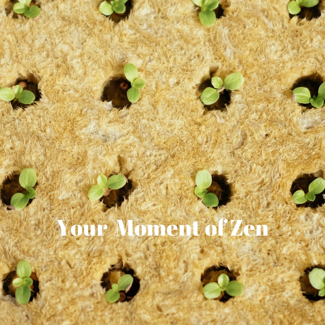 ABUrbanFarms's tweet photo. In a volatile world, sometimes you just need to breathe and gaze at happy sprouting lettuce babies. Or at least, we do.
#atlanticbeachfl #ilovejax #jaxfoodie #eatjax  #pontevedrabeach #jaxbeach #neptunebeachfl #jaxfoodies #urbanfarm #floridafarm⁠ #nomnomjax  #fitjax #healthyjax https://t.co/VLCpTfDR7U