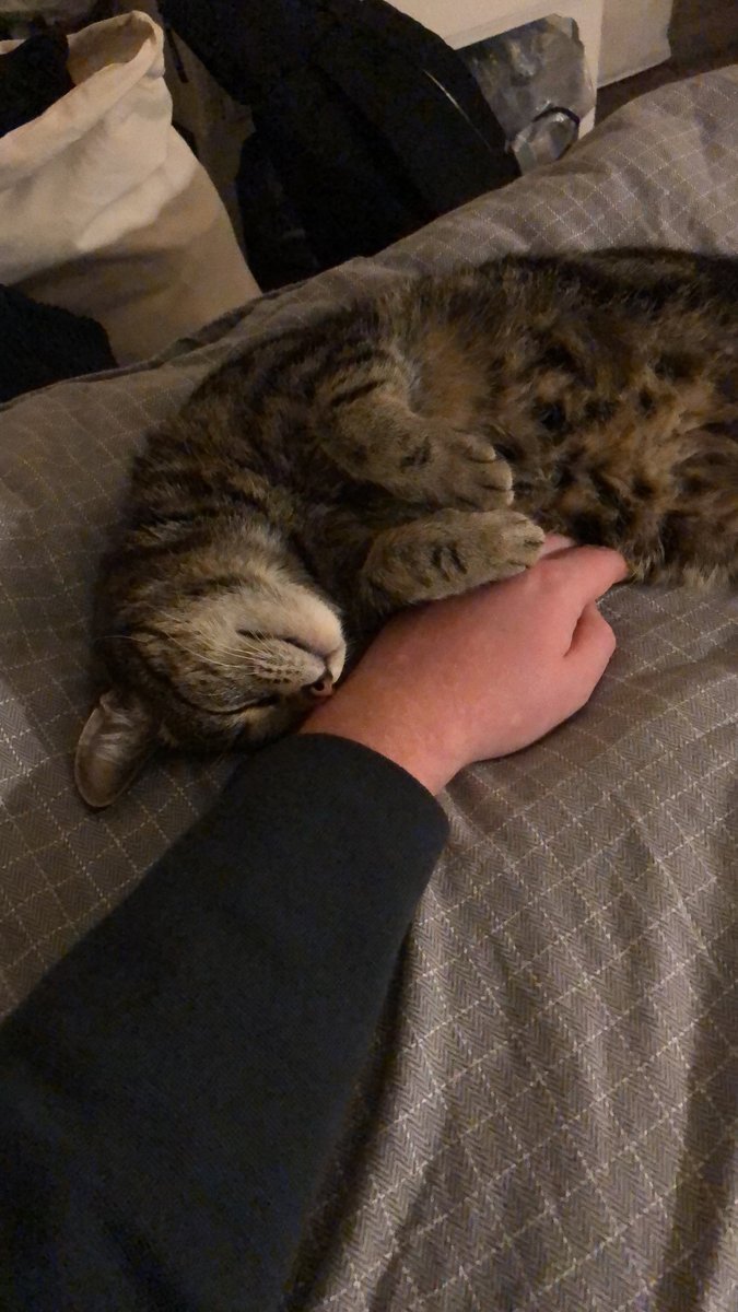 TheServiceDesk's tweet photo. Happy Valentines from everyone in ICT 🥰 especially to our very lovely #CatsofICT 🐱💕 https://t.co/IcgKQB9FDR