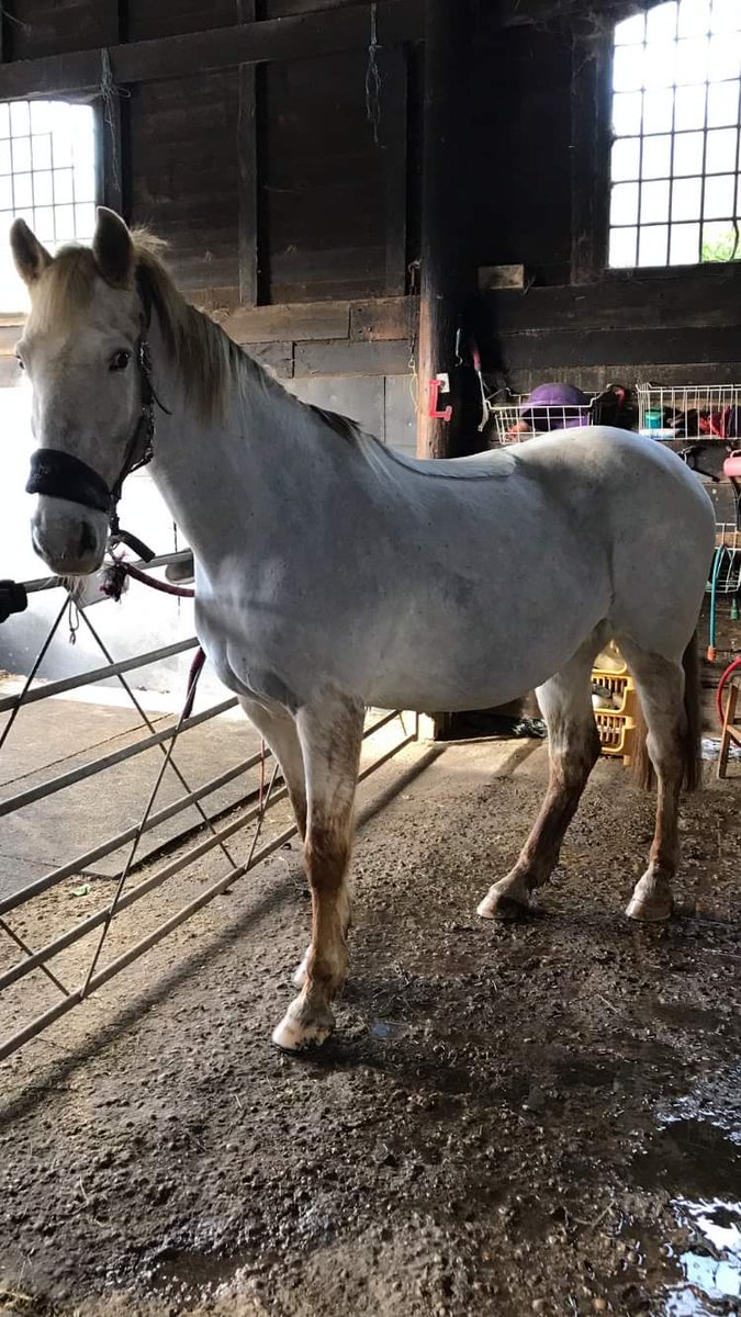 Equi_Services's tweet photo. #Spring is nearly here I'm still busy #Clipping #Horses in #Essex and #Suffolk so get in touch if you want to book in https://t.co/6mbxh0mhW1