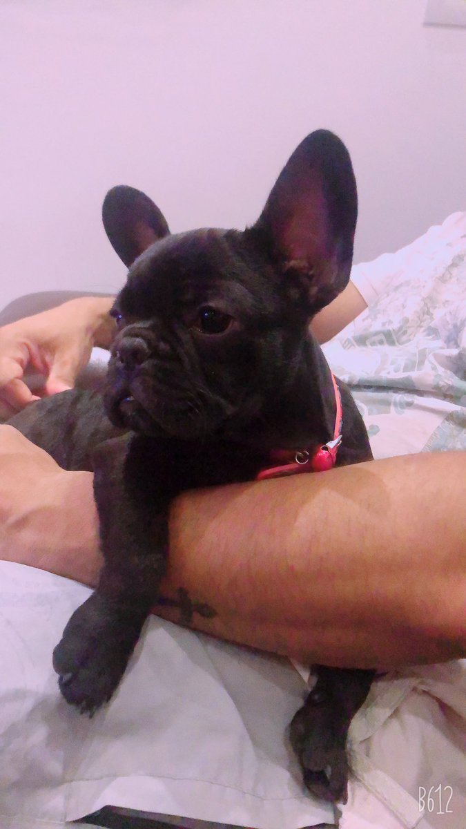 WhoTheCares's tweet photo. Baby Lazying around 🐶🐶❤️❤️🐶🐶
#frenchbulldog #celebratinglifewithpets #pablo #munchkin 🥰🥰🥰🥰 https://t.co/sWsM0rfuyi