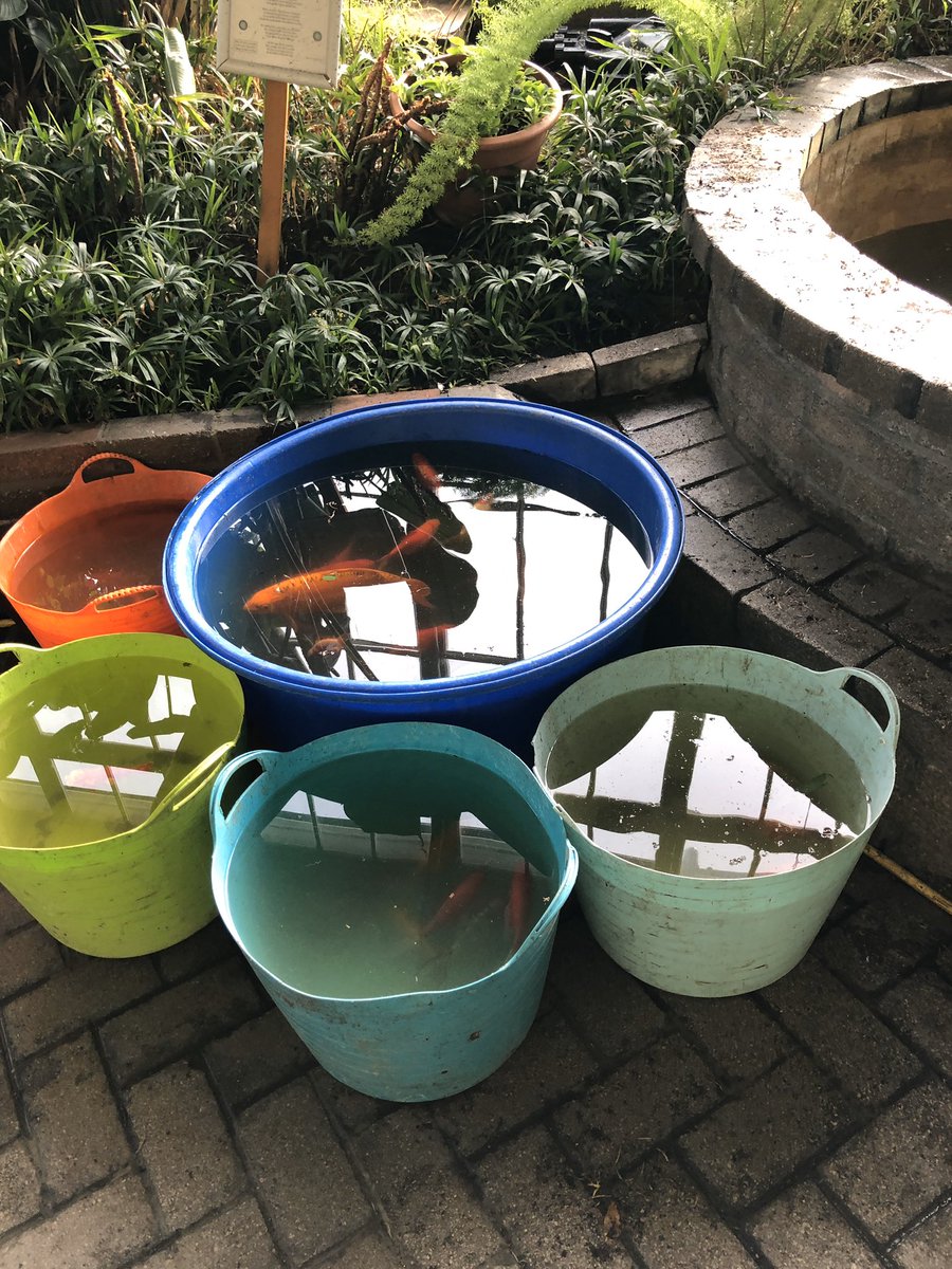 GardensBuxton's tweet image. More work in the Conservatory today cleaning out the fish pond, #temporaryhome #cleanandfresh #buxton