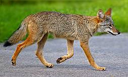 #Manotick Events: Wildlife Speaker Series: Coyotes (tonight); Vernon Winter Carnival; Origami Dahlia Flowers Class. | Manotick Directory ht.ly/ZSve30e7A9Q