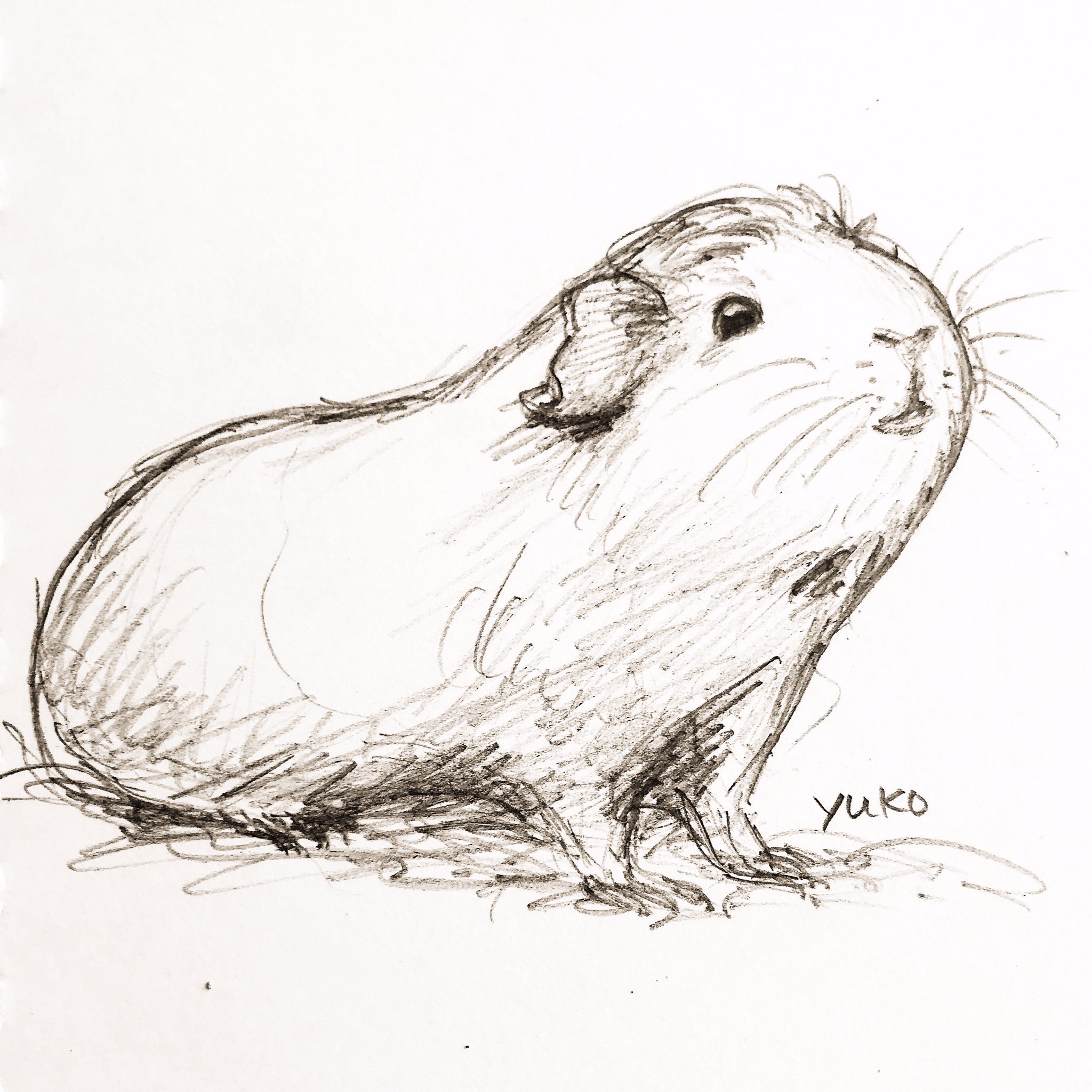 Kawaii Cute Guinea Pig Drawing Vlr eng br kawaii-cute-guinea-pig-drawing-vlr-eng-br