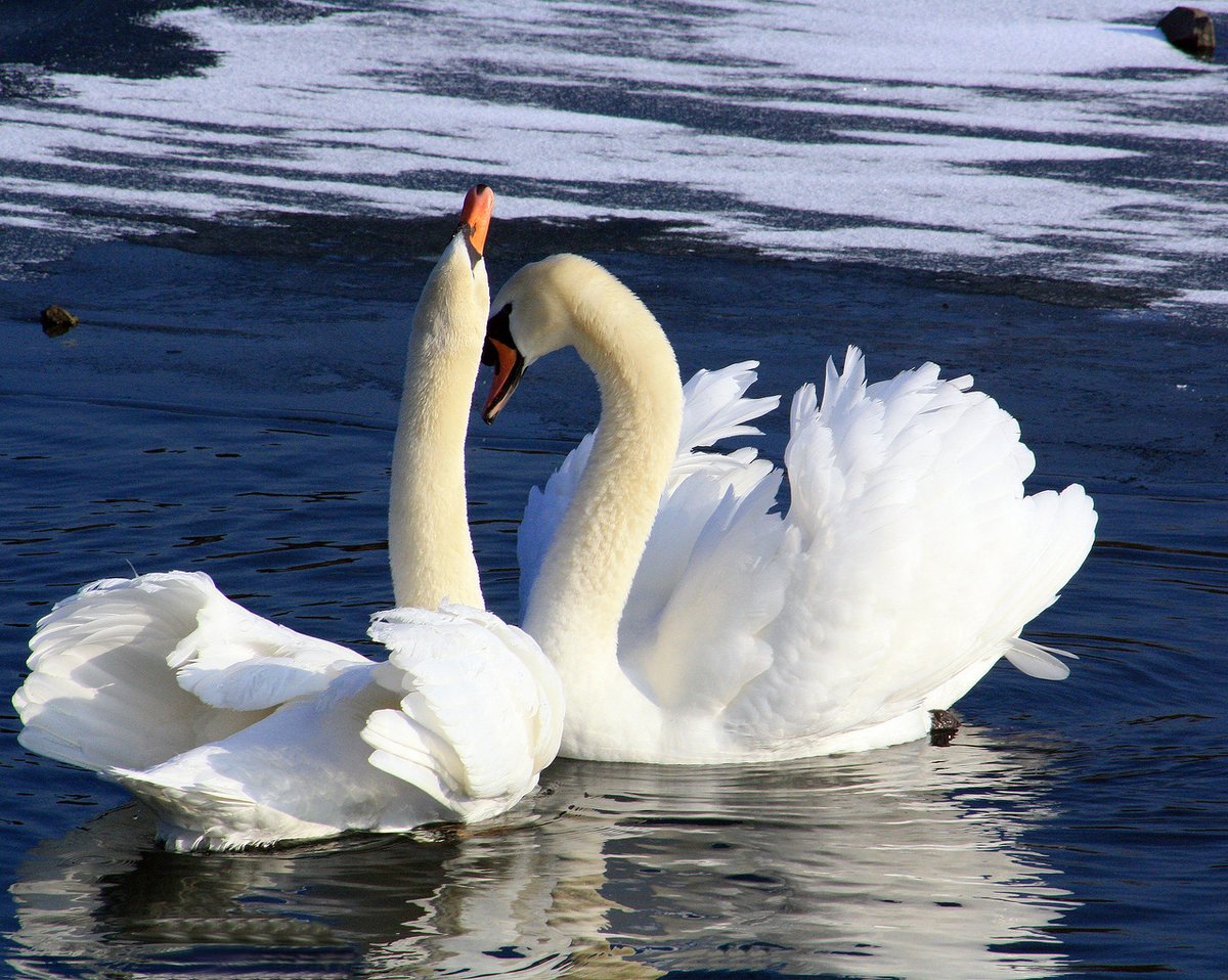 белый лебедь рок острова. белый лебедь владимир. рок два белых лебедя. фотообои на рабочий стол лебеди. рок два белых лебедя.