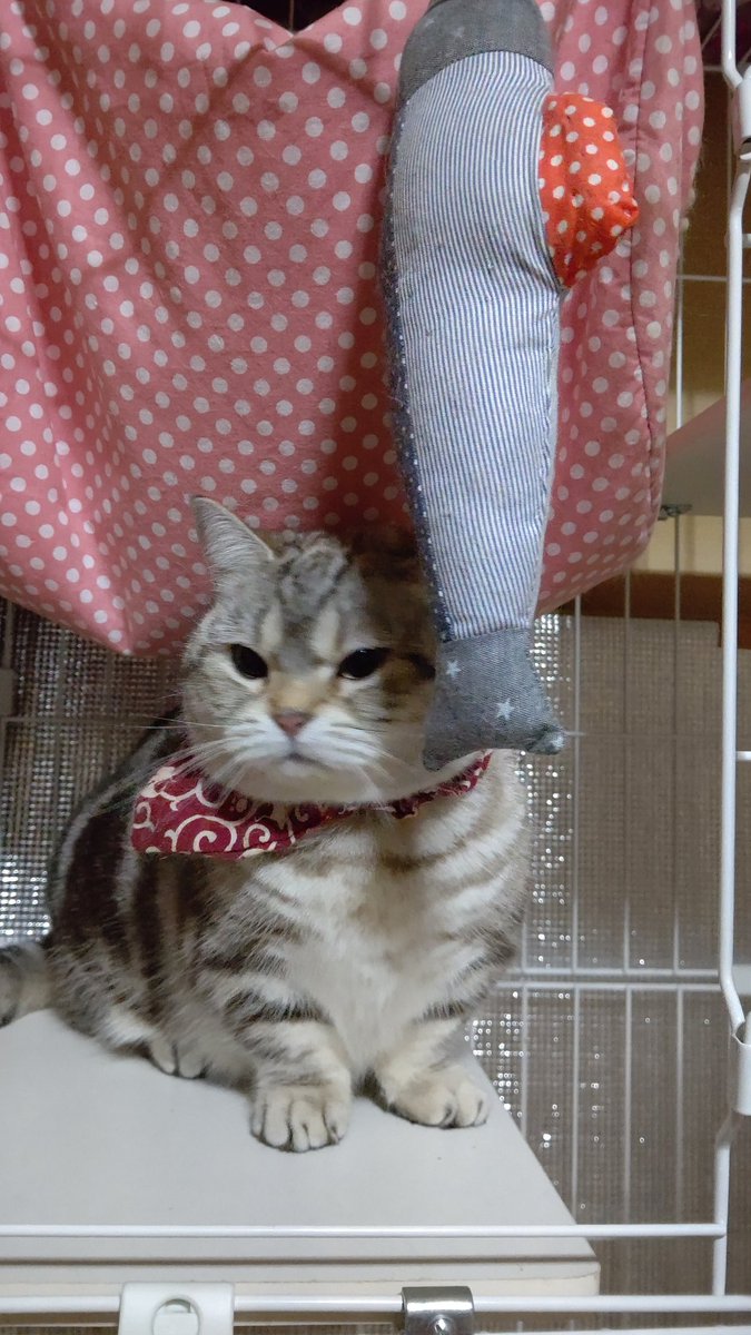 ニャン太様 リクエスト 6点 まとめ商品 ニャン太様 リクエスト 3点 まとめ商品 ユウニャンキャット様