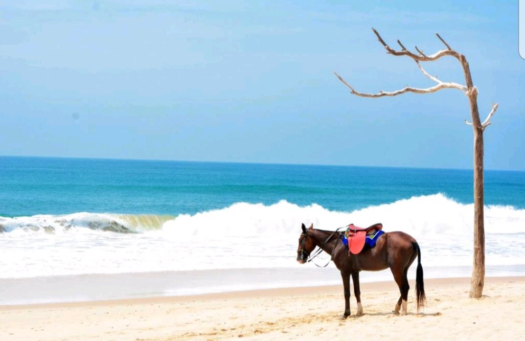 RimorTours's tweet photo. On the shores of the Atlantic Ocean, we left our horses trotting freely on the beach sands by the old shipwreck 
Guess our location 😁😁😁
Thanks to Rimor Tours for planning our exceptional romantic vacation.❤️
#Plannedpackagedtours
#Romanticgetaways
#Traveltours
#RimorTours https://t.co/lKWtFVrbDI