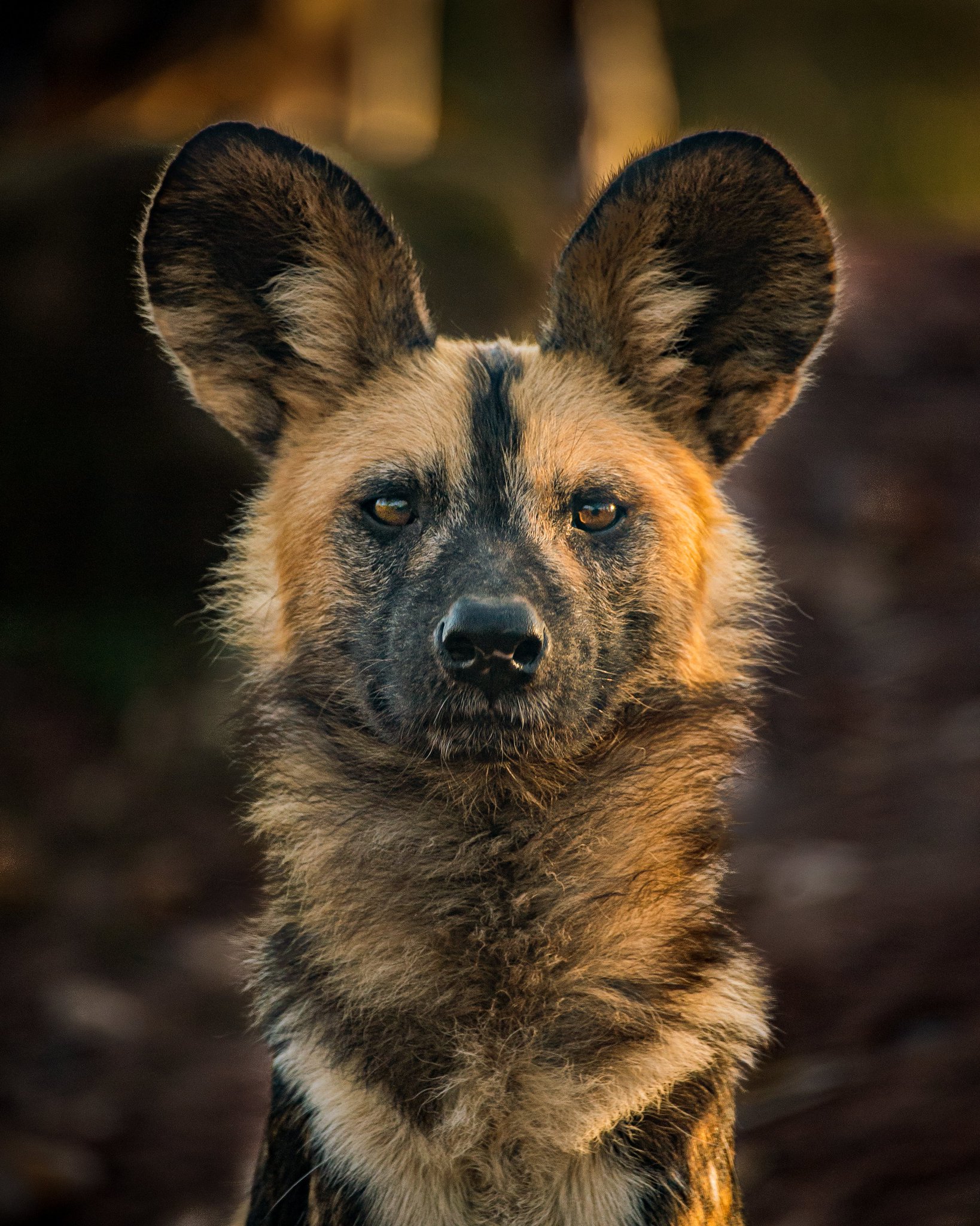 Chester zoo on twitter the adorable face of africa s most feared