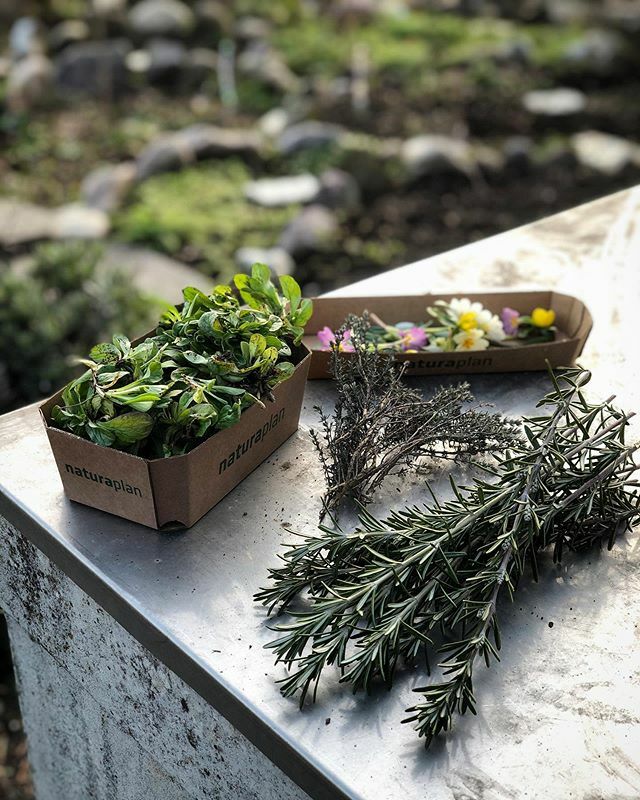 Es ist zwar noch Winter, aber im Garten gibt es immer noch einiges: Rosmarin, Thymian, Nüsslisalat, und schon die ersten Blumen. #garten #kräuter #zürich #food #kochen