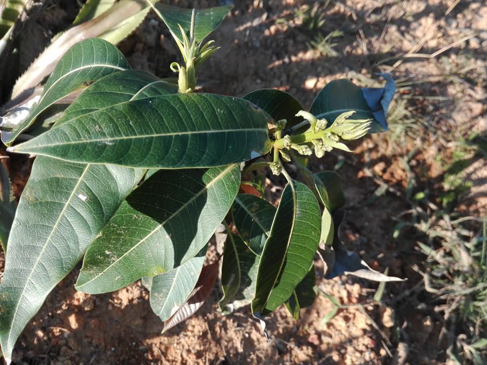 Viajan2vinales's tweet photo. En El Conuco EL CACIQUE, ya salen las primicias de nuestros frutos.
#pimiento #mango #vinales #valledevinales #viajan2tiempo #cuba #calesa https://t.co/G71xoGEk7x
