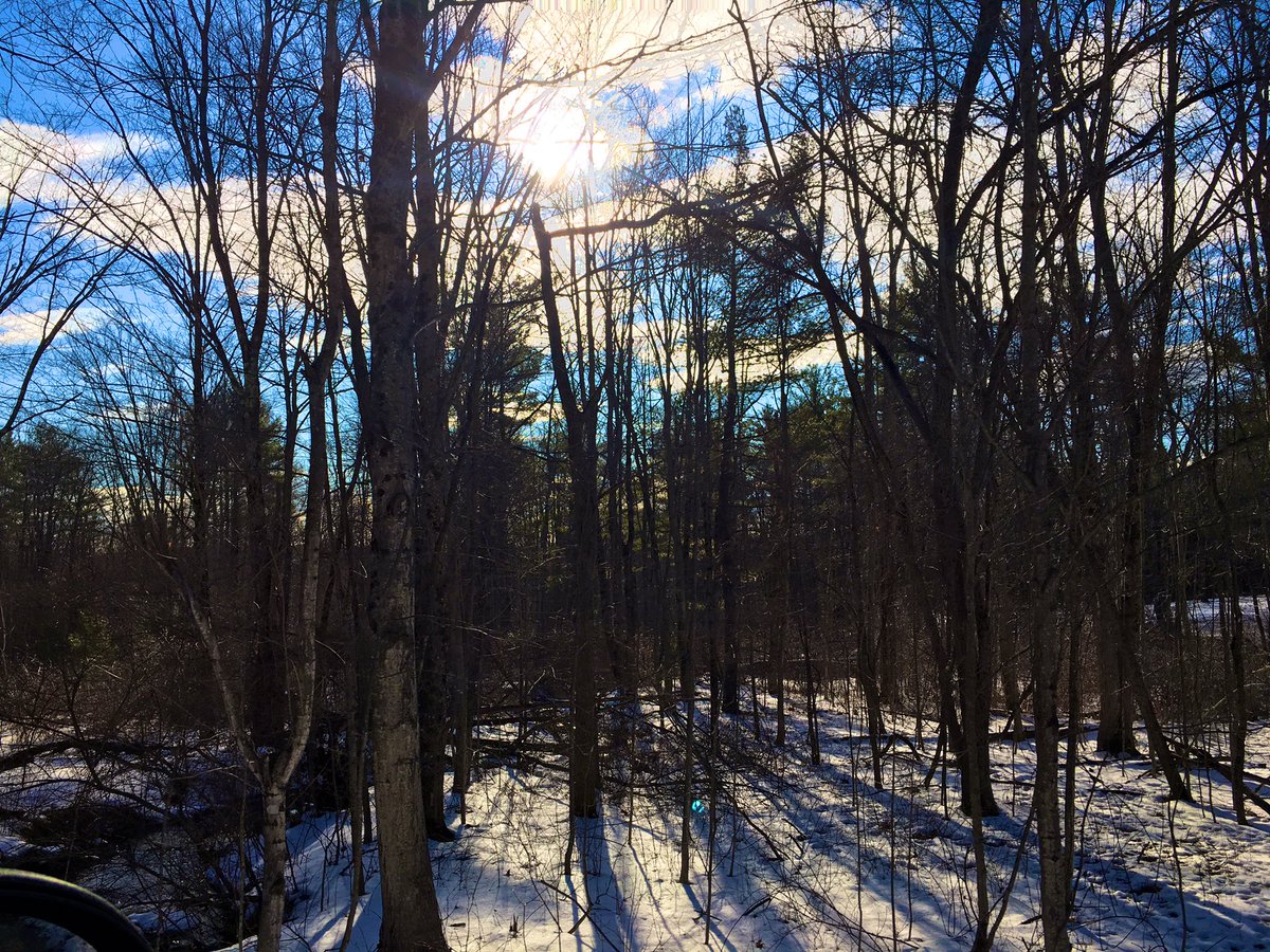 Through the bare trees 🌲