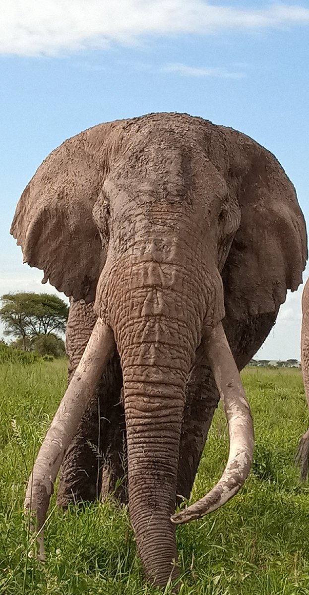 kalindafisher's tweet photo. #TimTheElephant from @AmboseliKenya may you rest in peace. I was honored to see the place you call home and know that you likely had an incredible life doing exactly as you were intended to do. https://t.co/gm8xuKSuGo