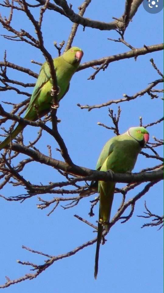 DentonGolfClub's tweet image. 2 lovely parakeets seen alongside the 6th hole at Denton GC - they visited us last year - good to have them back!