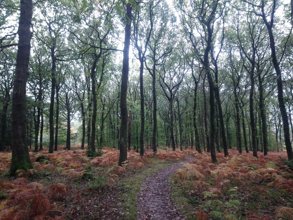 Plymouth Tree Partnership tweet media